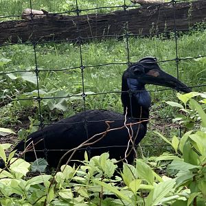 Northern Ground Hornbill (Bucorvus abyssinicus)