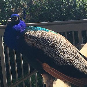 Indian Peafowl (Pavo cristatus)
