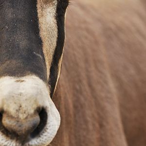 Beisa oryx (Oryx beisa beisa)