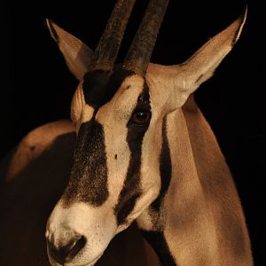 Beisa oryx (Oryx beisa beisa)