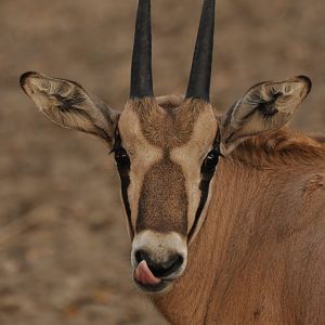 Beisa oryx (Oryx beisa beisa)