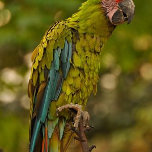 Buffon macaw (Ara ambiguus)