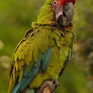 Buffon macaw (Ara ambiguus)