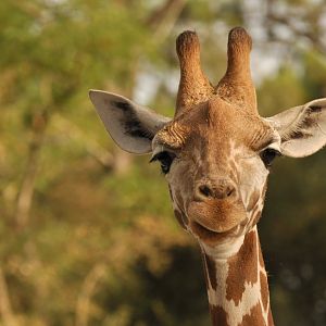 Nubian giraffe (G. c. camelopardalis)
