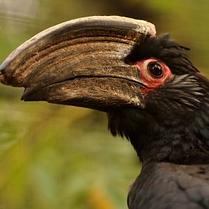 Trumpeter hornbill (Bycanistes bucinator)