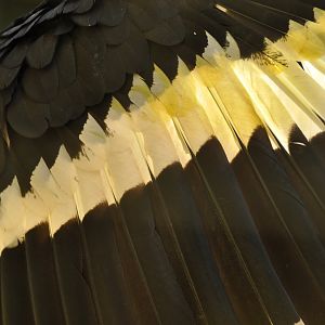 Great Hornbill (Buceros bicornis)