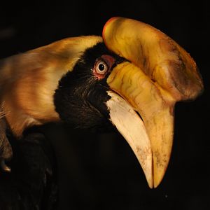 Great Hornbill (Buceros bicornis)