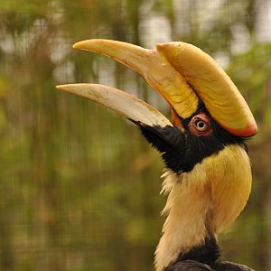 Great Hornbill (Buceros bicornis)