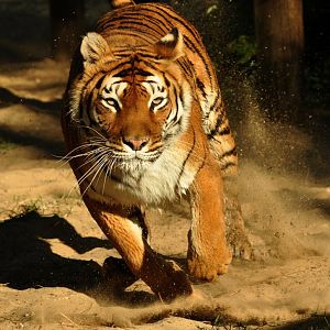 Zoo-mix tiger (Panthera tigris)