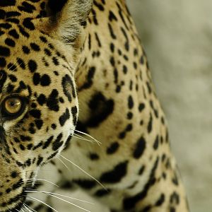 Jaguar (Panthera onca)
