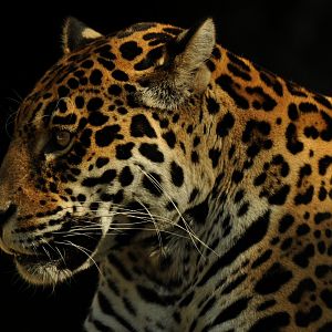 Jaguar (Panthera onca)