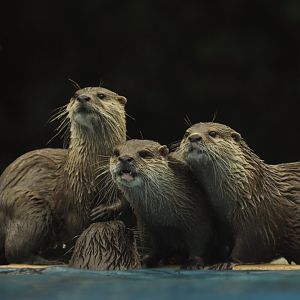 Asian Small-clawed Otter (Aonyx cinereus)