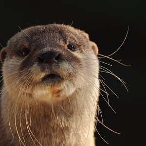 Asian Small-clawed Otter (Aonyx cinereus)