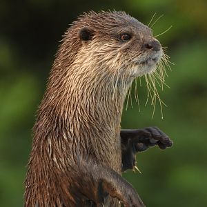 Asian Small-clawed Otter (Aonyx cinereus)