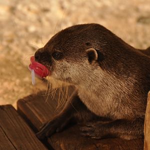 Asian Small-clawed Otter (Aonyx cinereus)