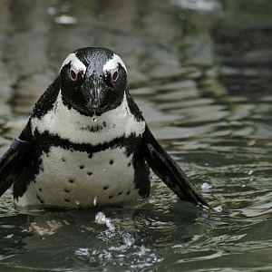 African penguin (Spheniscus demersus)