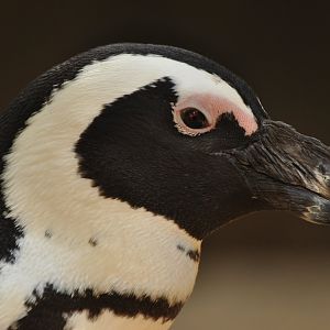 African penguin (Spheniscus demersus)