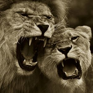 Zoo-mix lion (Panthera leo)