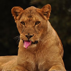 Zoo-mix lion (Panthera leo)