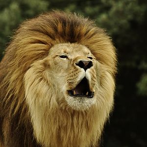 Zoo-mix lion (Panthera leo)