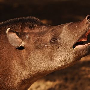 Brazilian tapir (Tapirus terrestris)