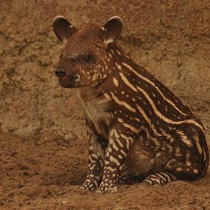 Brazilian tapir (Tapirus terrestris)