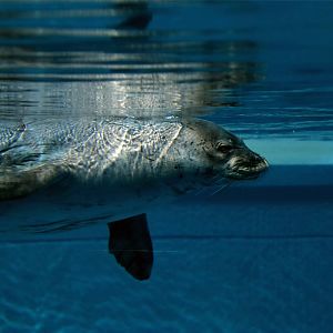 Hawaiian Monk Seal (Monachus schauinslandi)