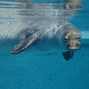 Hawaiian Monk Seal (Monachus schauinslandi)