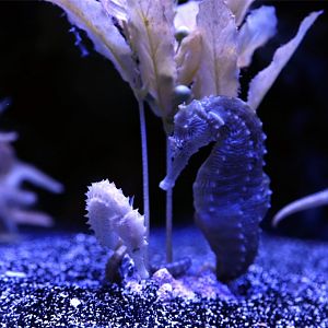 Lined Seahorse