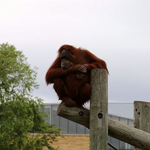 Sumatran Orangutan