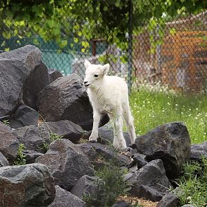 Dall Sheep Lamb, June 2016