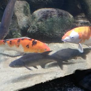 Koi (Cyprinus rubrofuscus)