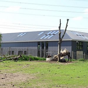 Work in progress; New entrance / Giraffe building