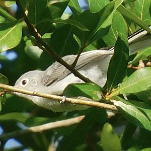 Blue gray gnatcatcher