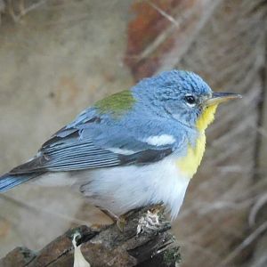 Northen parula