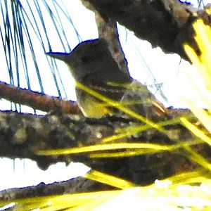 Great crested flycatcher