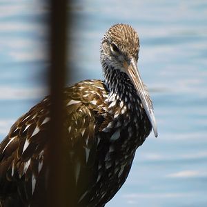 Limpkin