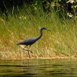 Little Blue Heron
