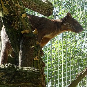 Fossa (new species 2020)