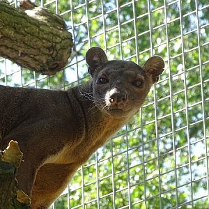 Fossa (new species 2020)