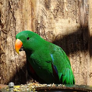 New-Guinea Eclectus parrot (new 2020/2021)