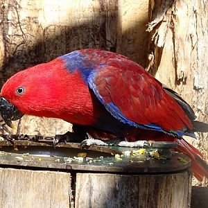 New-Guinea Eclectus parrot (new 2020/2021)