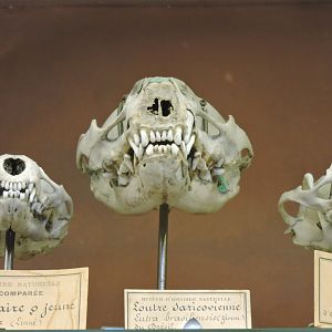 Otter skulls [2015]