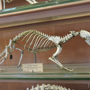 Lutra paranensis [2015]