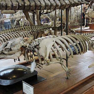 West Indian manatee [2015]