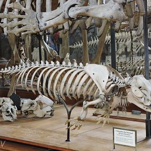 African manatee [2015]