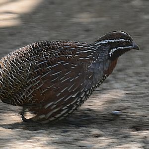 Madagascan Partridge