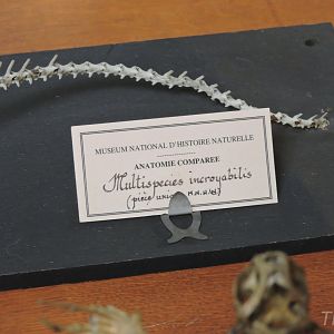 Dragon (Multispecies incroyabilis) [2015]