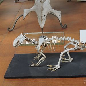 Dragon (Multispecies incroyabilis) [2015]