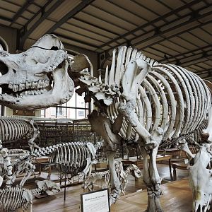 Rhinoceros of Versailles [2015]